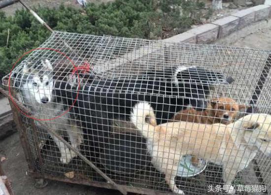 「狗肉店」搶救沒有明天的哈士奇!他好心慘被網軍「道德勒索」嗆:品種迷思!% 照片 「狗肉店」搶救沒有明天的哈士奇!他好心慘被網軍「道德勒索」嗆:品種迷思!
