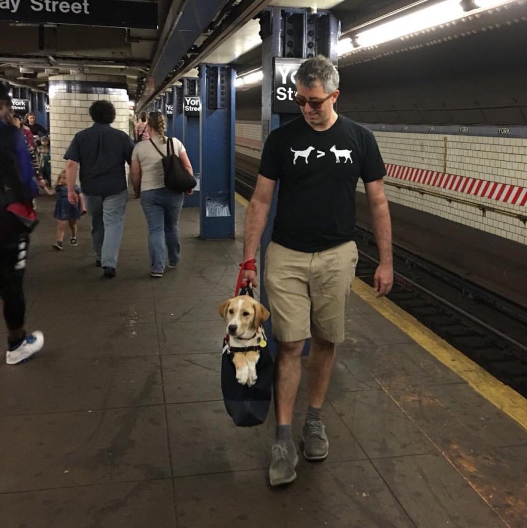 Можно с собакой в автобус. Собаки в сумках в метро Нью-Йорка. Собака в сумке в метро. Собаки в Нью-йоркском метро сумки. Метро в США собаки.