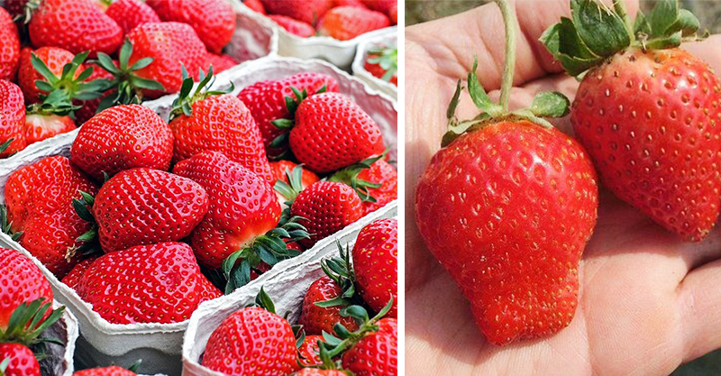 如何一秒辨認好吃的草莓 大湖在地人po 採草莓攻略實用文 2大品種美味關鍵 網推爆 長知識了