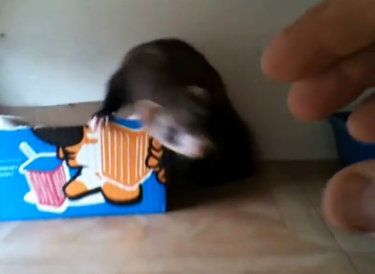 %e9%9b%aa%e8%b2%82%e5%aa%bd%e5%aa%bd%e7%94%9f%e4%b8%8b%e4%b8%80%e7%aa%a9%e8%b6%85%e8%90%8c%e5%af%b6%e5%af%b6%e3%80%80%e8%88%88%e5%a5%ae%e5%92%ac%e4%bd%8f%e4%b8%bb%e4%ba%ba%e9%82%80%e4%bb%96%e4%b8%80