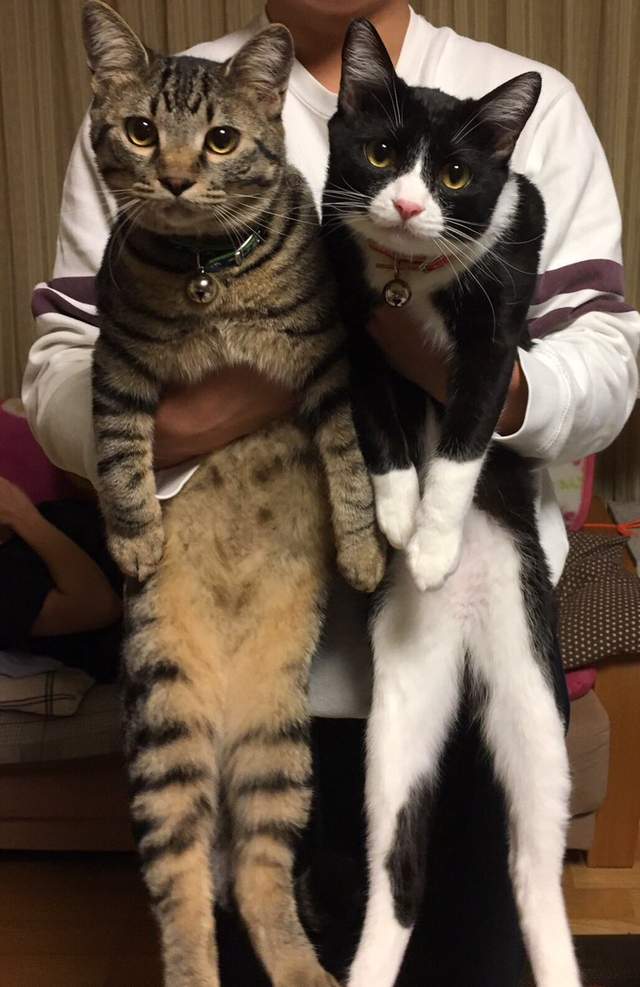 %e8%b2%93%e5%92%aa%e6%88%90%e9%95%b7%e5%b0%8d%e6%af%94%e7%85%a7