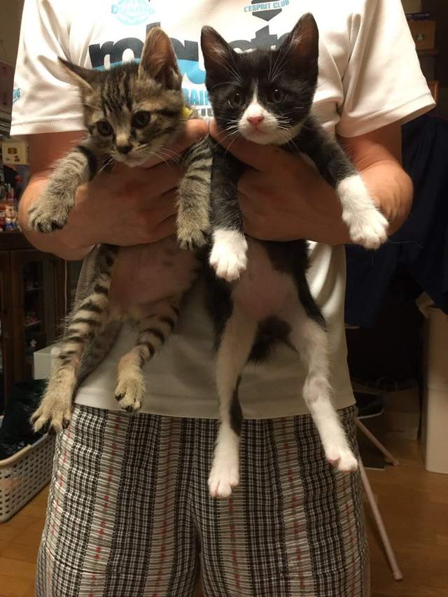 %e8%b2%93%e5%92%aa%e6%88%90%e9%95%b7%e5%b0%8d%e6%af%94%e7%85%a7