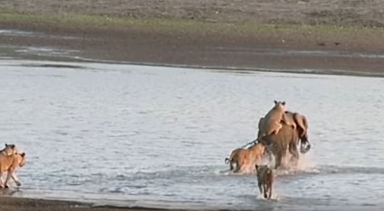 %e5%b0%8f%e8%b1%a1%e8%a2%ab%e7%8d%85%e7%be%a4%e5%8c%85%e5%9c%8d