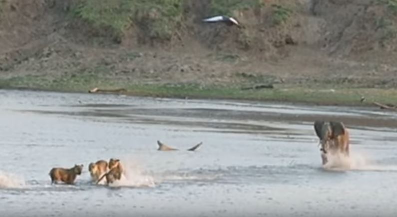 %e5%b0%8f%e8%b1%a1%e8%a2%ab%e7%8d%85%e7%be%a4%e5%8c%85%e5%9c%8d