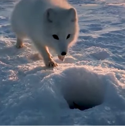 %e5%8f%af%e6%84%9b%e5%8c%97%e6%a5%b5%e7%8b%90