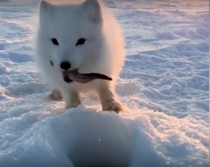 %e5%8f%af%e6%84%9b%e5%8c%97%e6%a5%b5%e7%8b%90