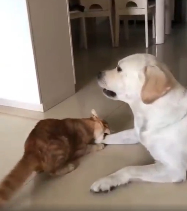 %e8%b2%93%e5%92%aa%e5%b0%8d%e7%8b%97%e7%8b%97%e6%92%92%e5%ac%8c