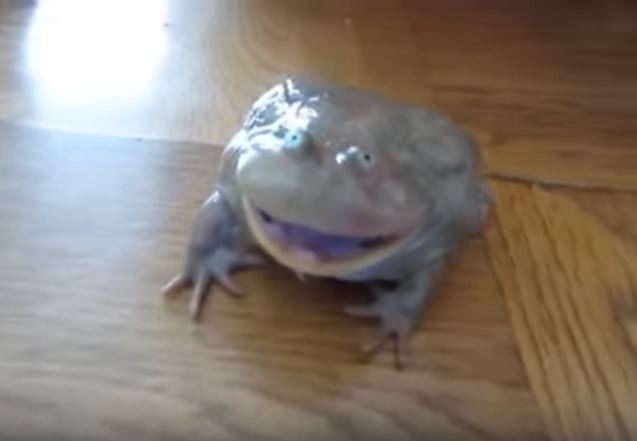 家裡闖入陌生青蛙 突發奇想戳一下「爆發耍脾氣尖叫聲」 | TEEPR 亮新聞