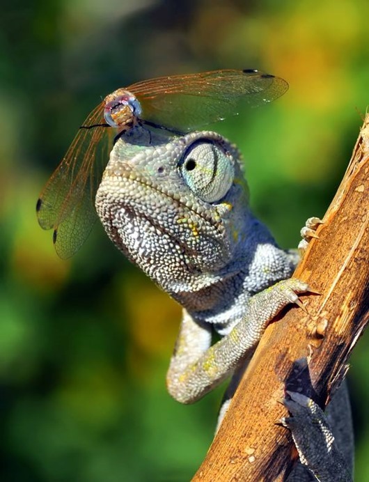 %e9%a9%9a%e5%a5%87%e7%85%a7-4