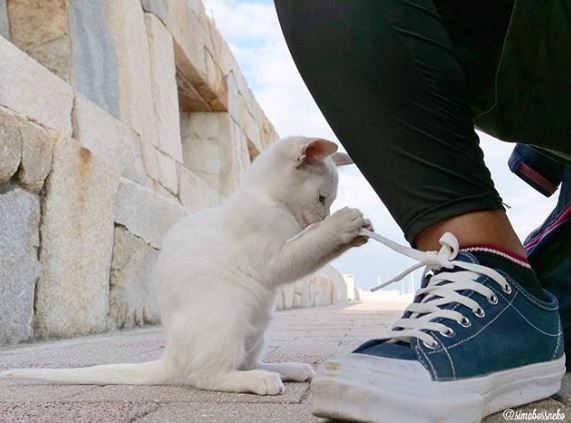 %e8%b2%93%e5%92%aa%e7%85%a7