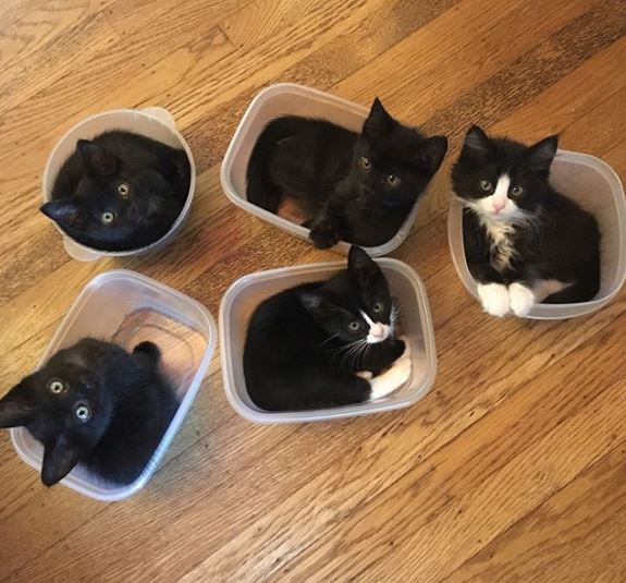 %e8%b2%93%e5%92%aa%e7%85%a7