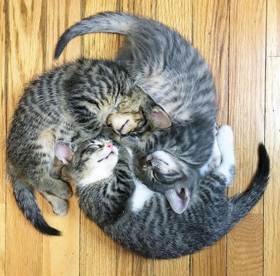 %e8%b2%93%e5%92%aa%e7%85%a7