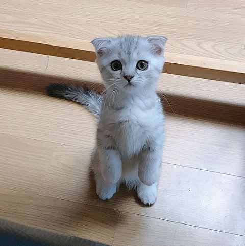 %e8%b2%93%e5%92%aa%e7%85%a7