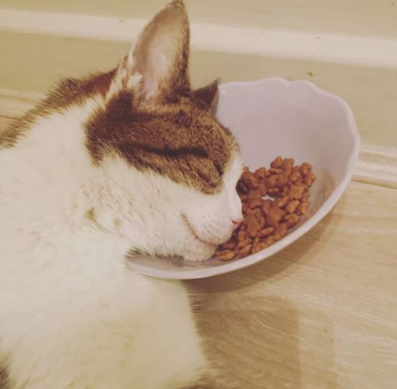 %e8%b2%93%e5%92%aa%e7%85%a7