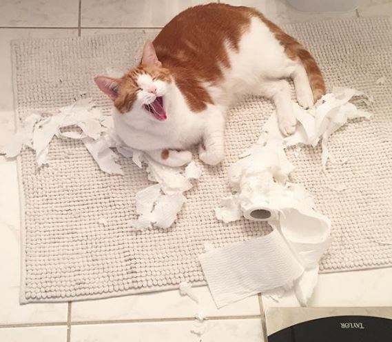 %e8%b2%93%e5%92%aa%e7%85%a7