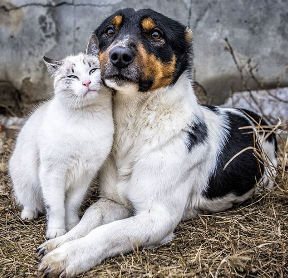 %e7%8b%97%e8%b2%93%e7%85%a7