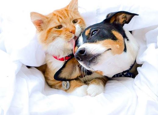 %e7%8b%97%e8%b2%93%e7%85%a7