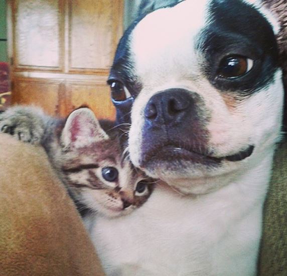 %e7%8b%97%e8%b2%93%e7%85%a7