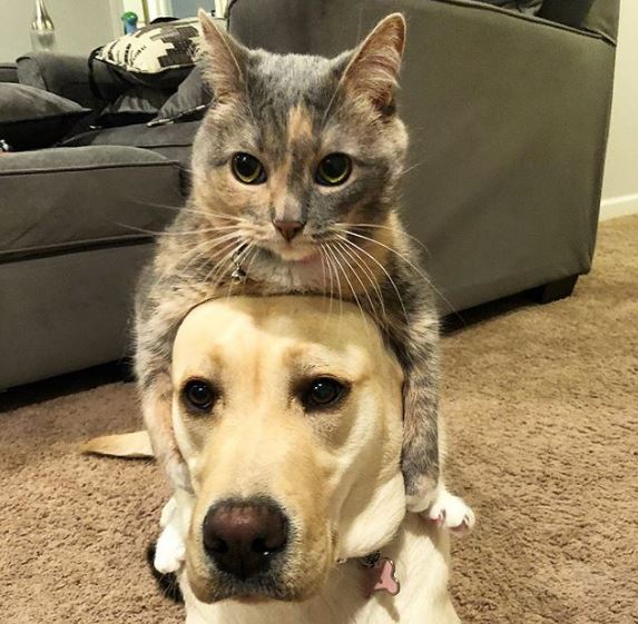 %e7%8b%97%e8%b2%93%e7%85%a7