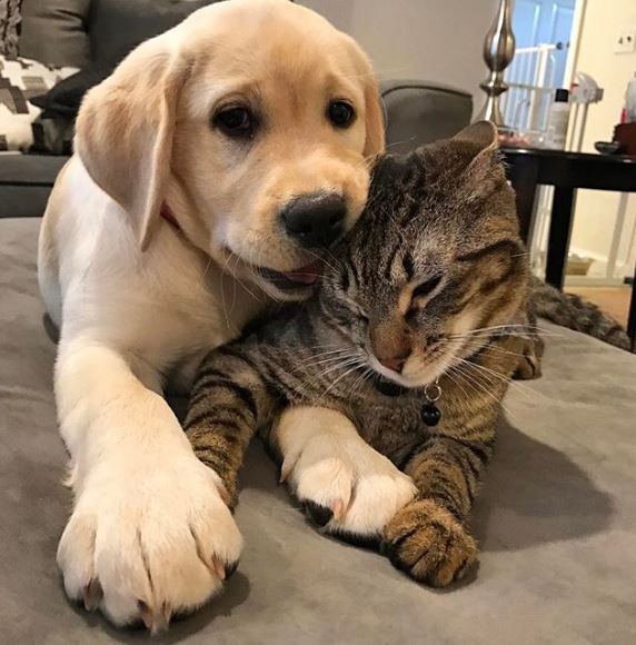 %e7%8b%97%e8%b2%93%e7%85%a7