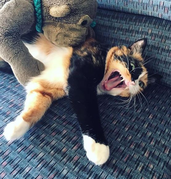 %e8%b2%93%e5%92%aa%e7%85%a7