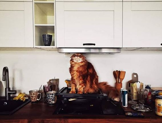 %e8%b2%93%e5%92%aa%e7%85%a7