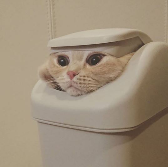 %e8%b2%93%e5%92%aa%e7%85%a7