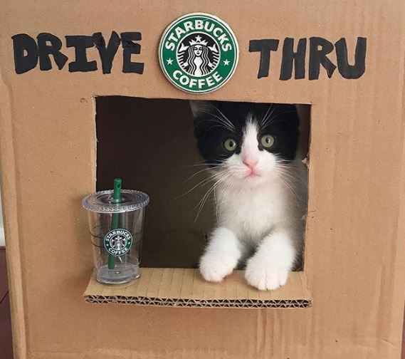 %e8%b2%93%e5%92%aa%e7%85%a7