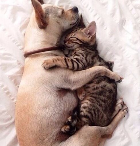 %e7%8b%97%e8%b2%93%e7%85%a7