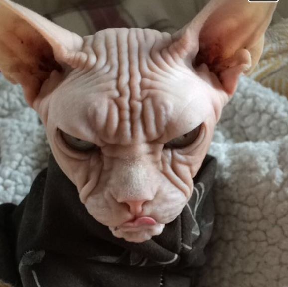 %e7%94%9f%e6%b0%a3%e5%8b%95%e7%89%a9-2