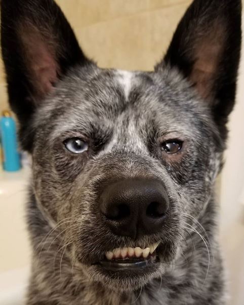 %e7%94%9f%e6%b0%a3%e5%8b%95%e7%89%a9-2