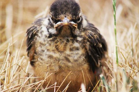 %e7%94%9f%e6%b0%a3%e5%8b%95%e7%89%a9-2