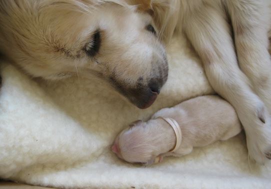 %e6%87%b7%e5%ad%95%e5%8b%95%e7%89%a9