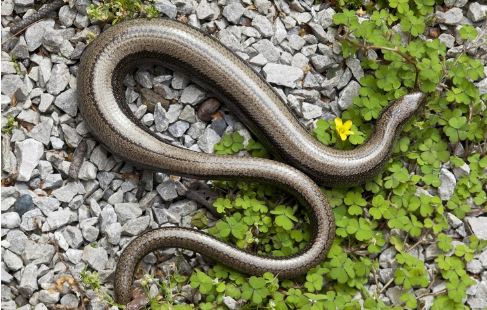 %e6%87%b7%e5%ad%95%e5%8b%95%e7%89%a9