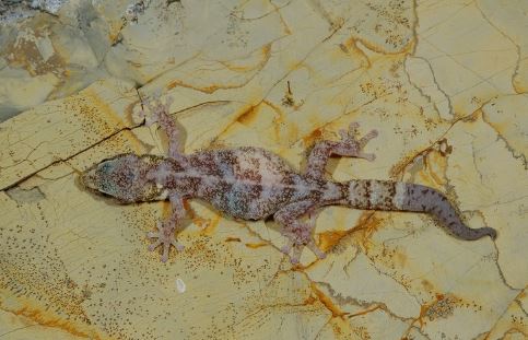 %e6%87%b7%e5%ad%95%e5%8b%95%e7%89%a9