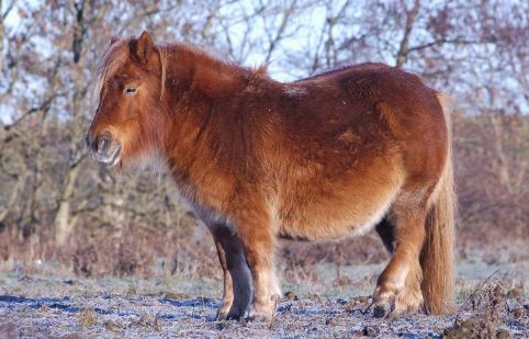 %e6%87%b7%e5%ad%95%e5%8b%95%e7%89%a9