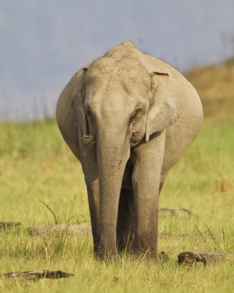 %e6%87%b7%e5%ad%95%e5%8b%95%e7%89%a9