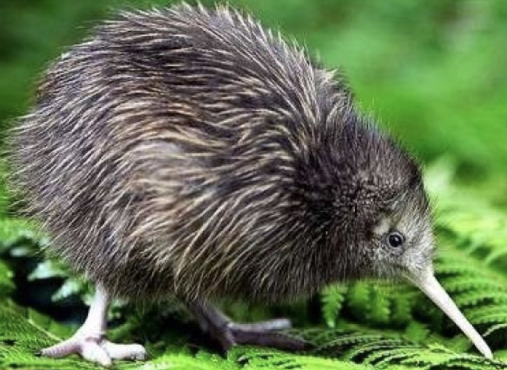 %e9%b4%9e%e9%b8%9a%e9%b5%a1