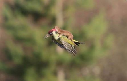 %e5%8b%95%e7%89%a9%e5%b9%ab%e5%8a%a9