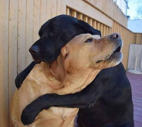 %e5%8b%95%e7%89%a9%e5%b9%ab%e5%8a%a9