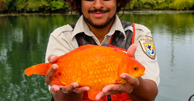 棄養金魚 被沖下馬桶 變巨大怪物 專家警告 整個生態系統遭殃了