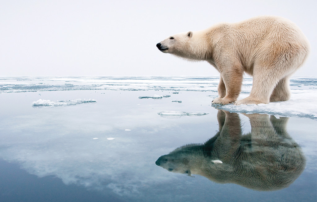 北極熊 從下面看 到底長怎樣 他意外捕捉 完美角度 瞬間爆紅 肉