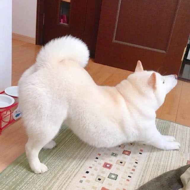 愛犬「翹屁屁拉筋」超軟Q 網看到「身體呈S型」定格嚇壞:快帶牠去檢查!% 照片 愛犬「翹屁屁拉筋」超軟Q 網看到「身體呈S型」定格嚇壞:快帶牠去檢查!