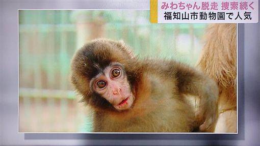 超聰明彌猴!動物園大明星變「野豬騎士」狂奔 政府祭出「最強引誘術」也失敗% 照片 超聰明彌猴!動物園大明星變「野豬騎士」狂奔 政府祭出「最強引誘術」也失敗