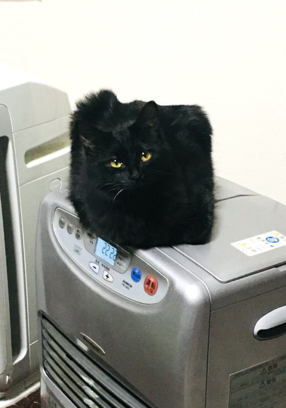 獵奇感滿滿的「冷氣機上的黑貓」爆紅 「館長級二頭肌」網笑翻:這怎麼練的?% 照片 獵奇感滿滿的「冷氣機上的黑貓」爆紅 「館長級二頭肌」網笑翻:這怎麼練的?