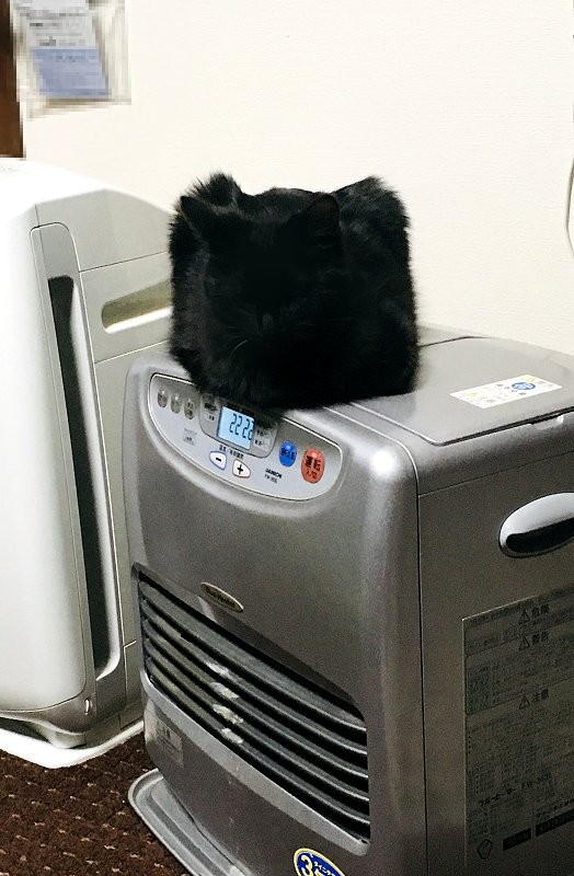 獵奇感滿滿的「冷氣機上的黑貓」爆紅 「館長級二頭肌」網笑翻:這怎麼練的?% 照片 獵奇感滿滿的「冷氣機上的黑貓」爆紅 「館長級二頭肌」網笑翻:這怎麼練的?