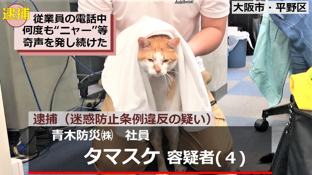 喵課長因為「防止干擾條例」被逮補!證人:我講電話,牠一直喵% 照片 喵課長因為「防止干擾條例」被逮補!證人:我講電話,牠一直喵