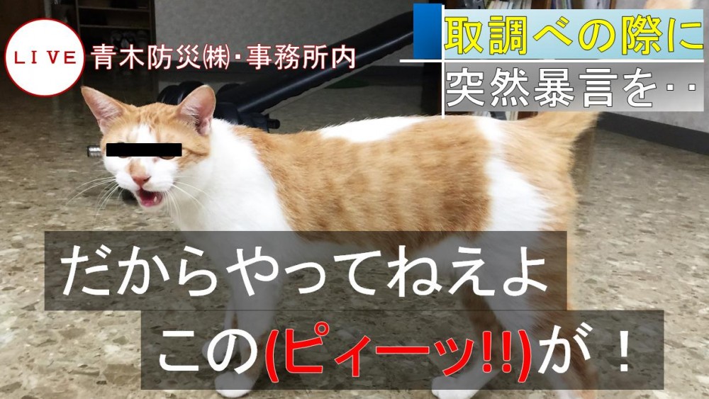 喵課長因為「防止干擾條例」被逮補!證人:我講電話,牠一直喵% 照片 喵課長因為「防止干擾條例」被逮補!證人:我講電話,牠一直喵