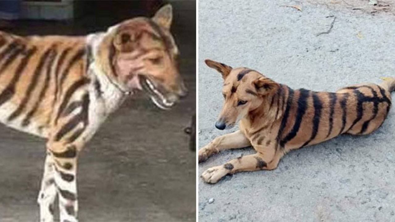 農夫為了 趕走猴子 使出絕招 把愛犬 畫上老虎條紋 超威效果曝光 嚇到了