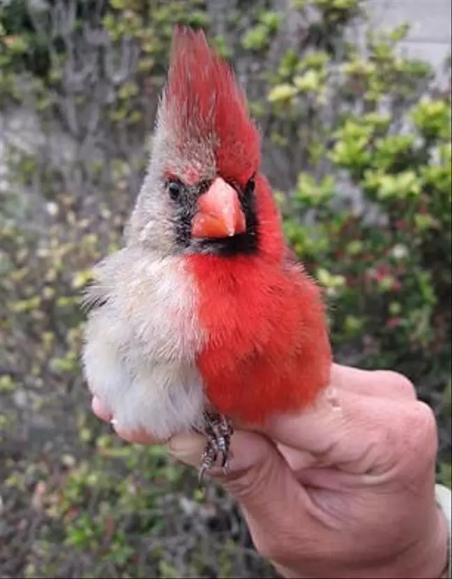 北美紅雀 紅白色羽毛 照片超仙曝光 罕見生理構造 網嚇傻 雌雄同體